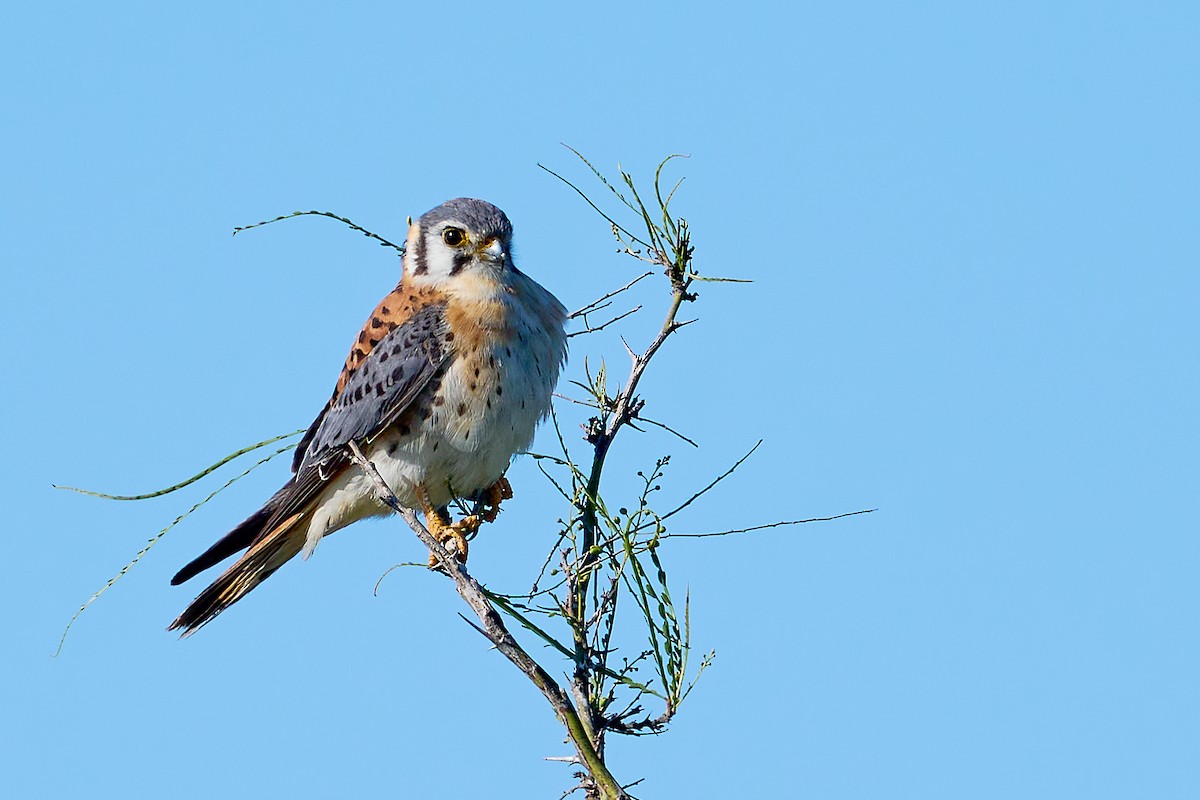 American Kestrel - Abby Sesselberg