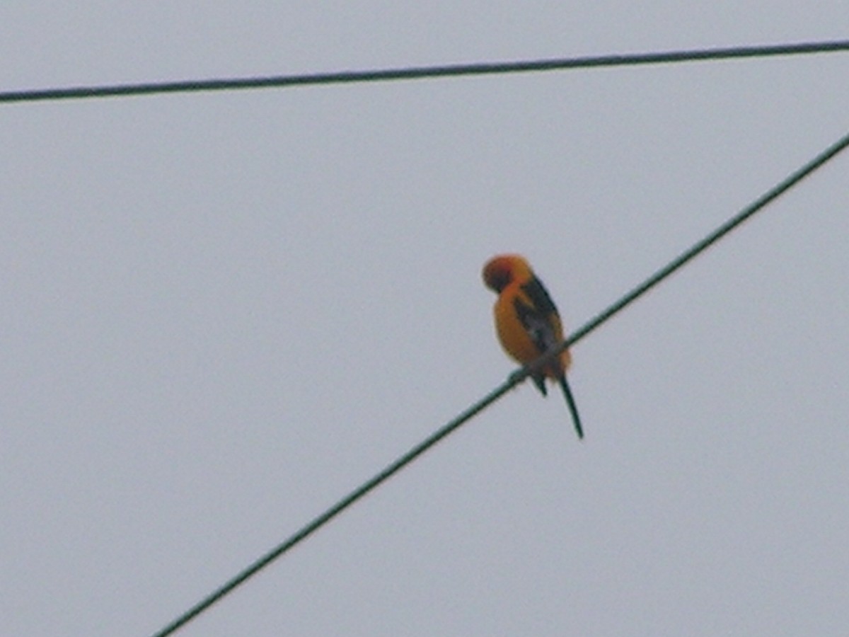 Altamira Oriole - ML537561551
