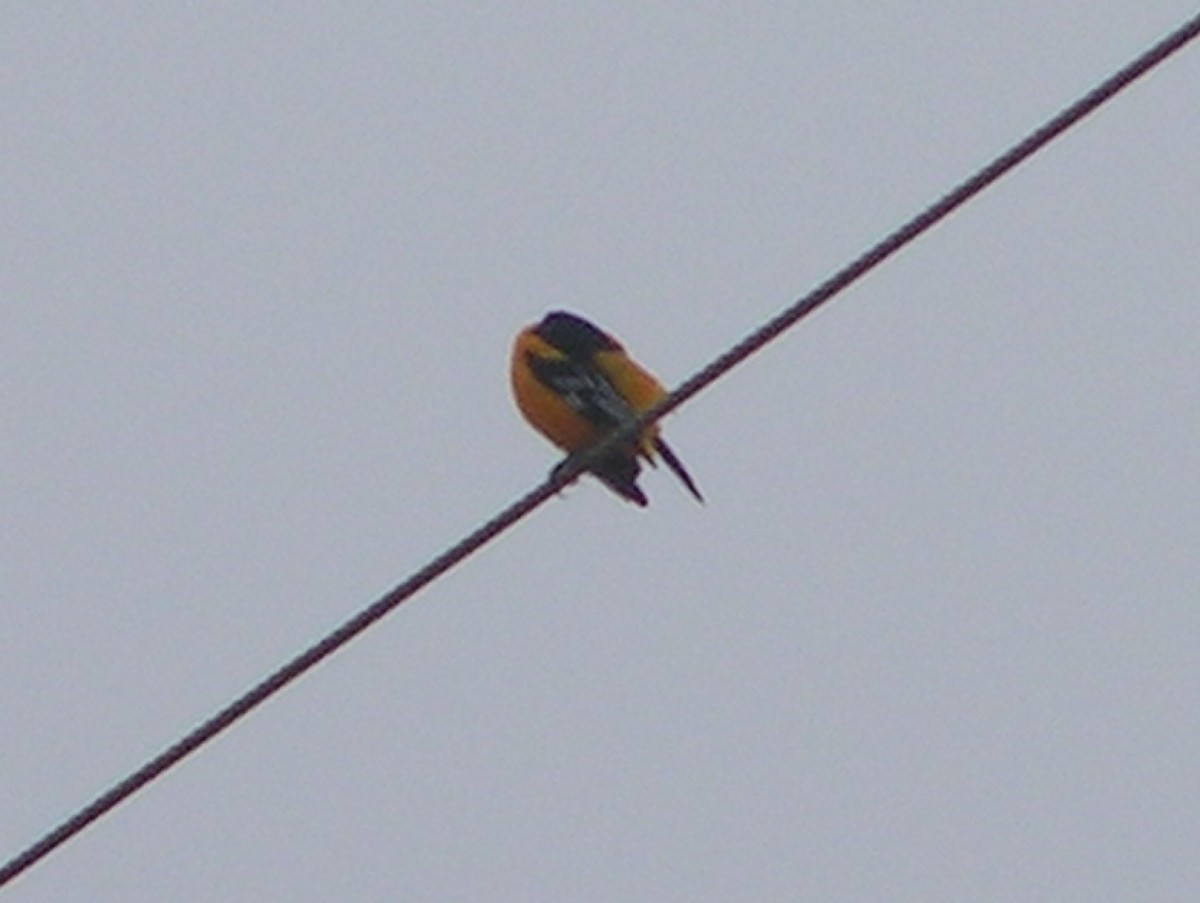 Altamira Oriole - ML537561781