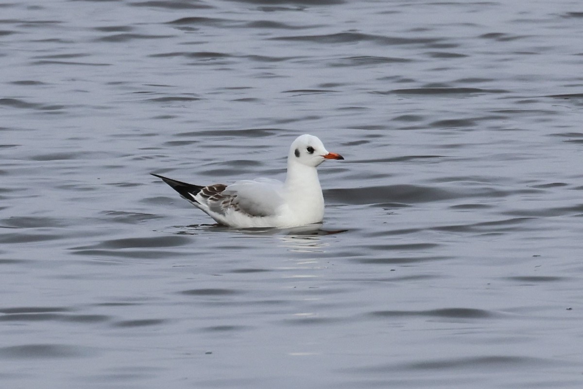 Mouette rieuse - ML537564131
