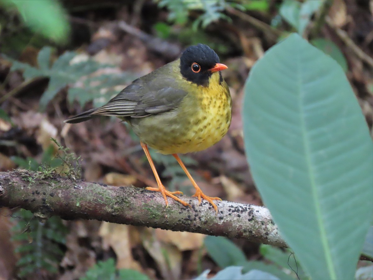 Yellow-throated Nightingale-Thrush - Alfonso Auerbach