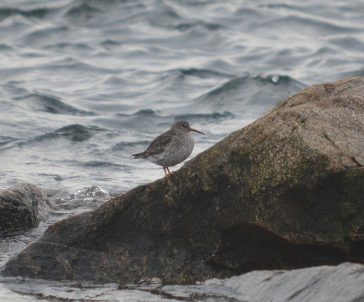 Purple Sandpiper - ML537565361