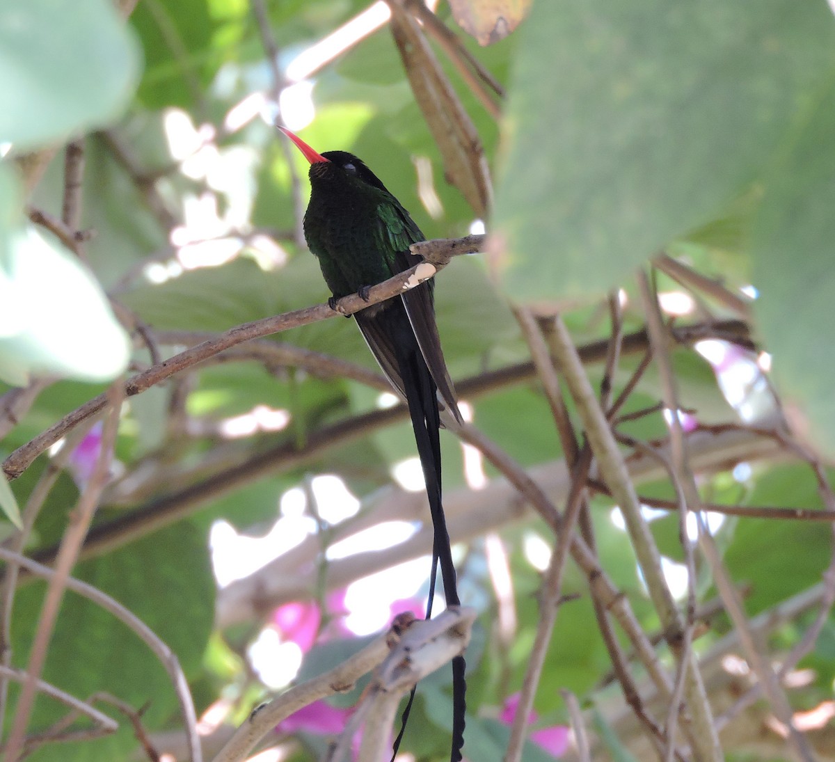 Red-billed Streamertail - ML537566111