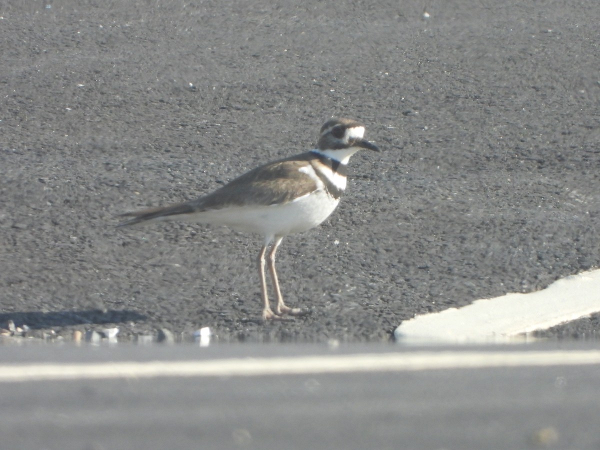 Killdeer - ML537567151