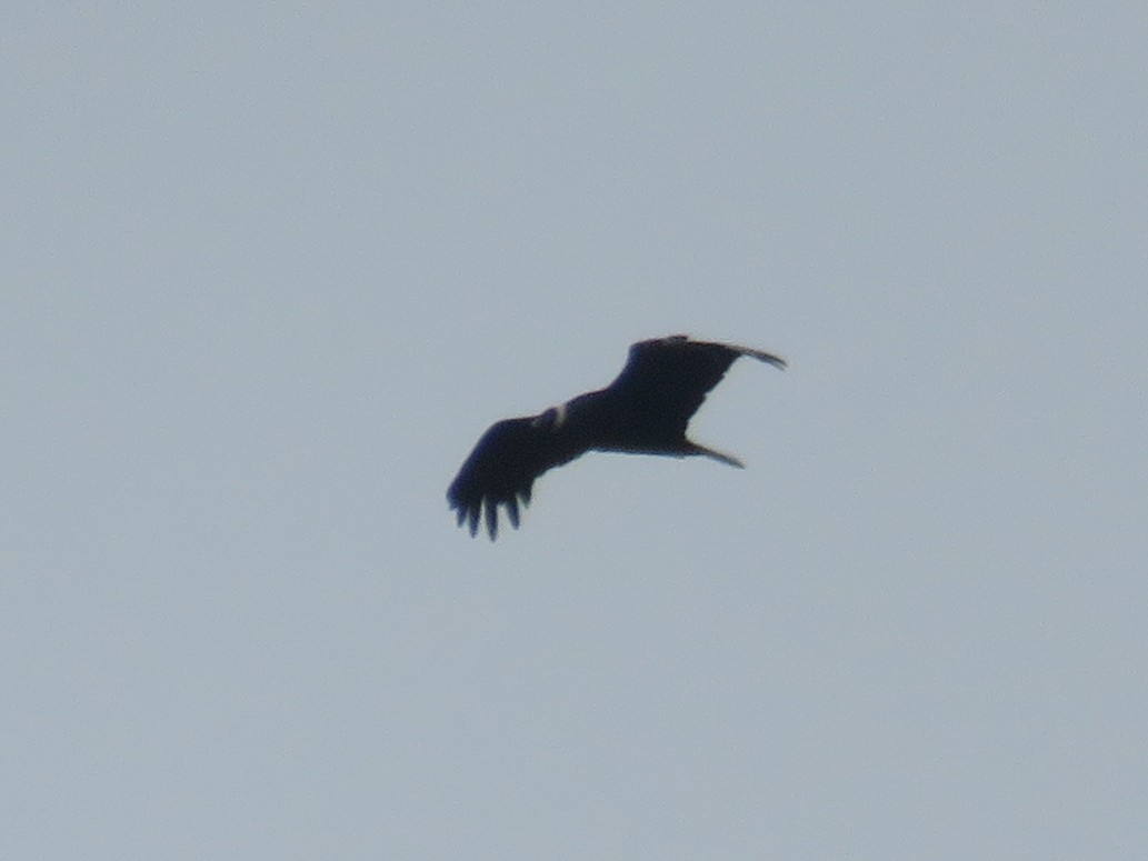 Andean Condor - ML537574111