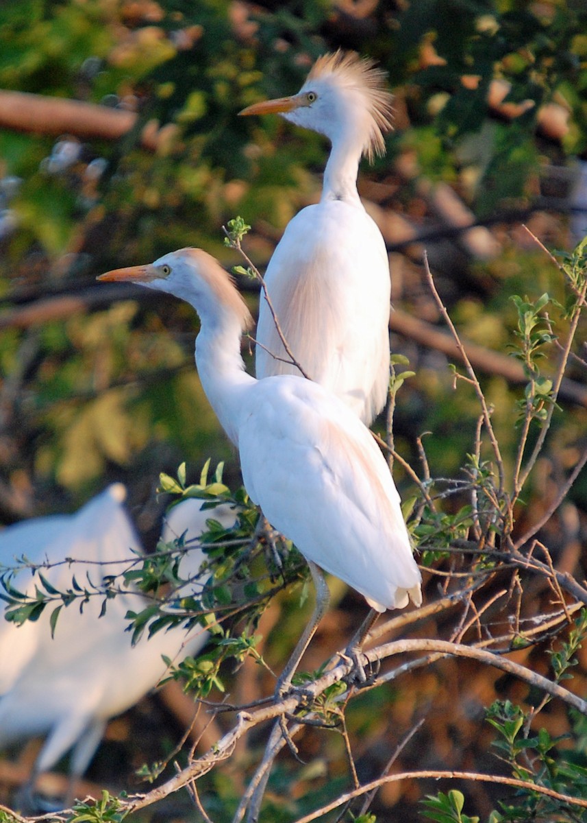 Western Cattle Egret - ML537574201