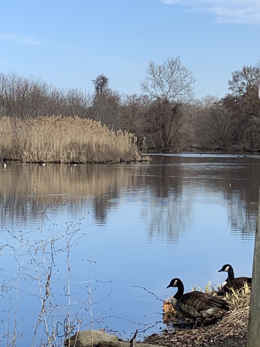 Канад галуу - ML537574261