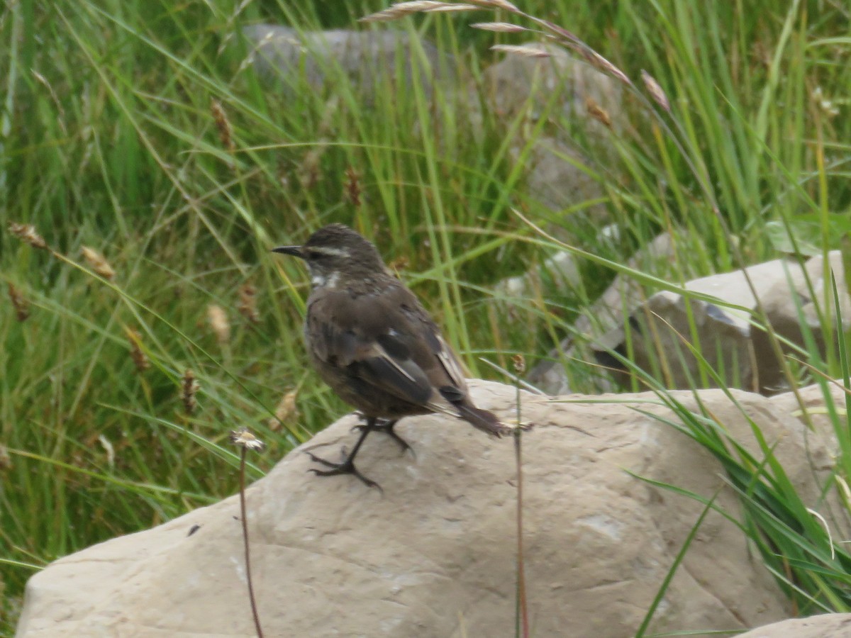 Gray-flanked Cinclodes - Fer Muñoz