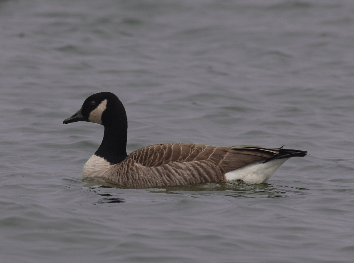 Canada Goose - ML537574721