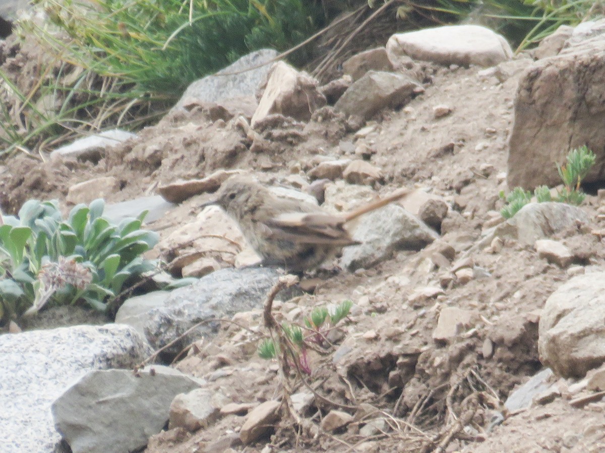 Sharp-billed Canastero - ML537574761