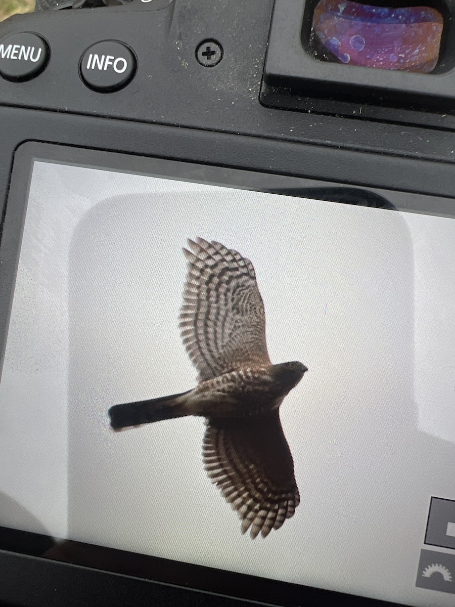 Sharp-shinned Hawk - ML537575121
