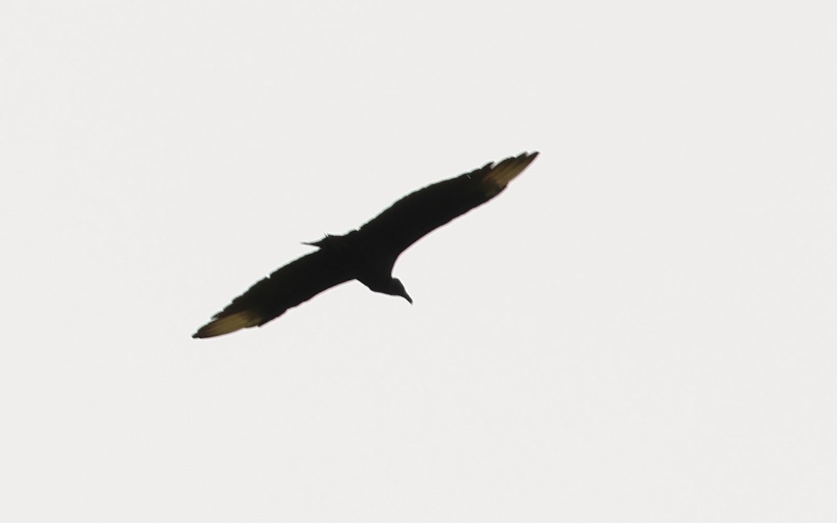 Black Vulture - ML537575171