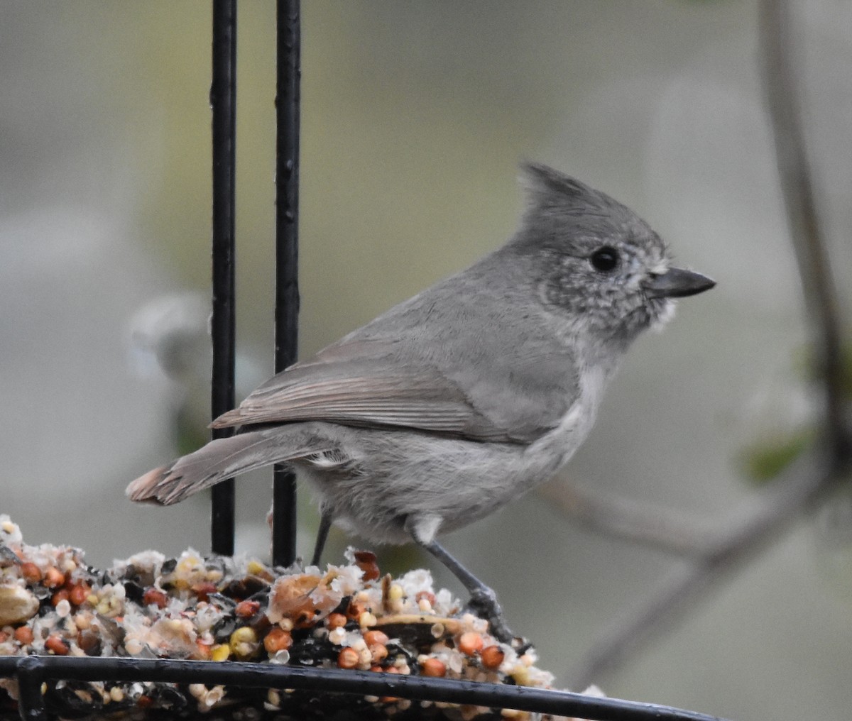 Juniper Titmouse - ML537576041