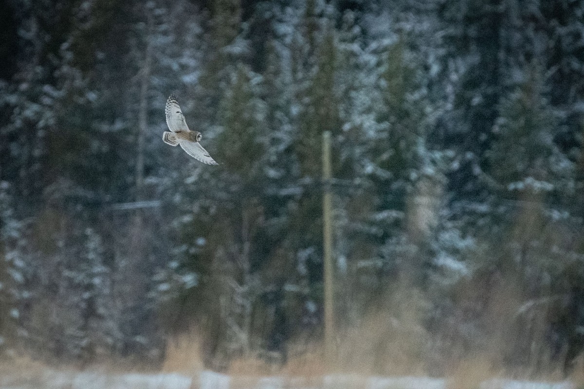 Short-eared Owl - ML537576151