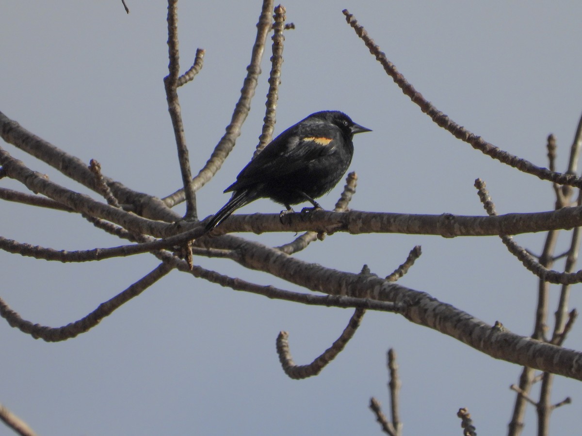 Red-winged Blackbird - ML537576361