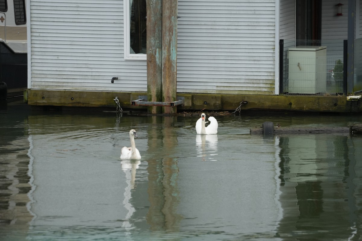 Mute Swan - ML537578781