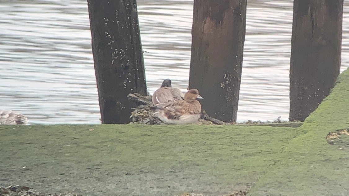 Eurasian Wigeon - ML537579001