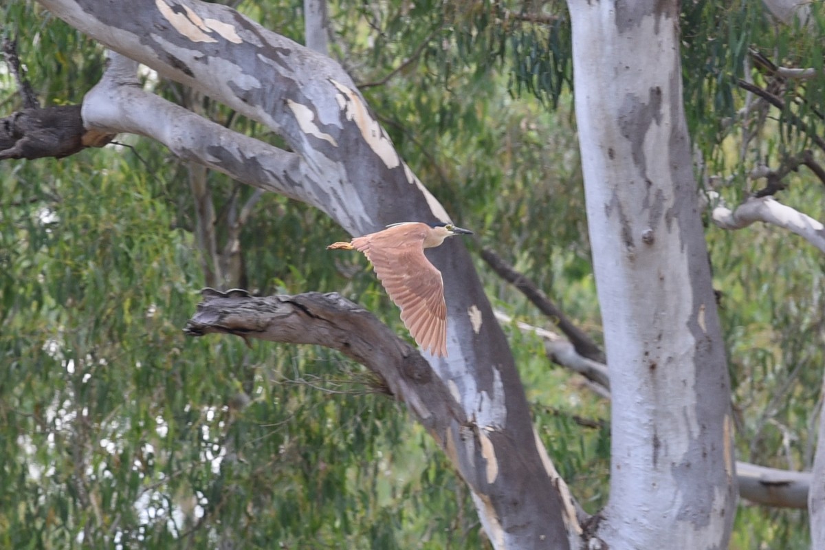 Nankeen Night Heron - Christopher Brown