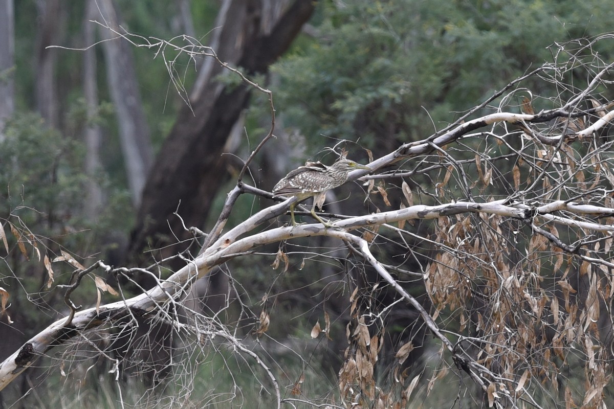 Nankeen Night Heron - ML537579281