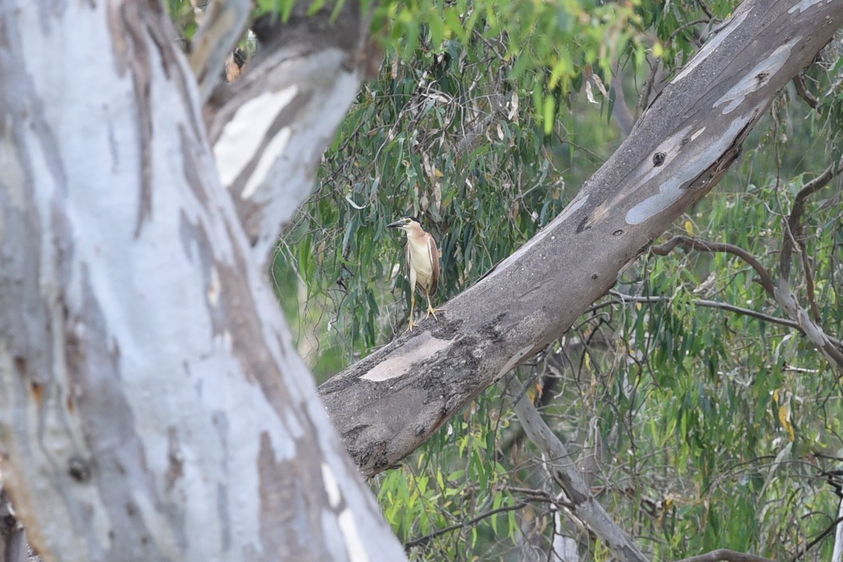 Nankeen Night Heron - ML537579291