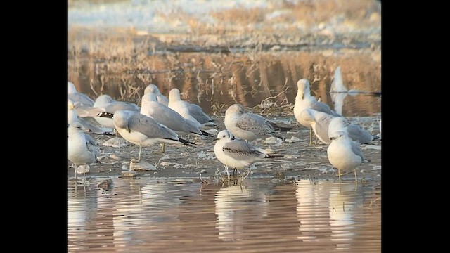 Black-legged Kittiwake - ML537580841