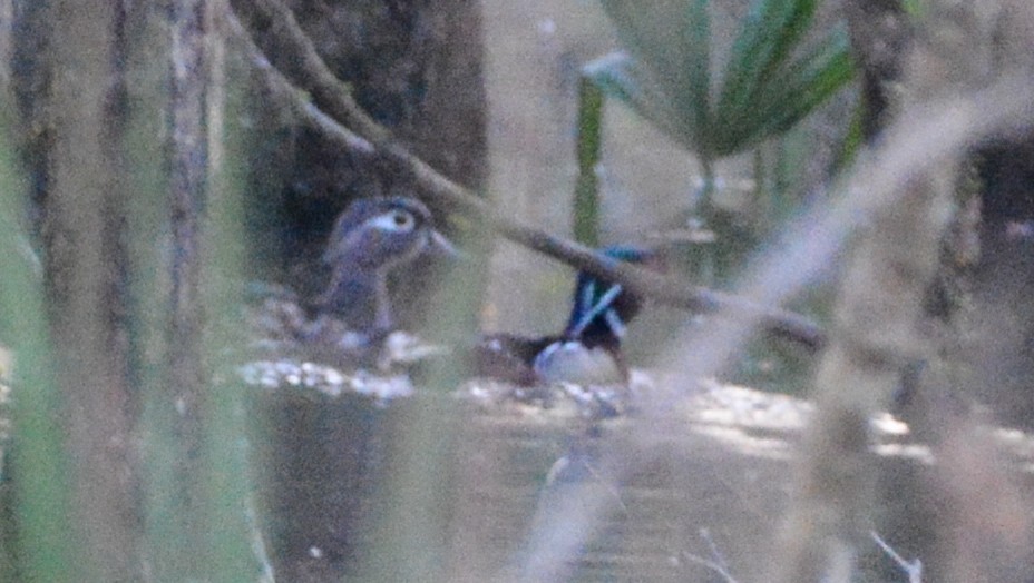 Wood Duck - ML537580921