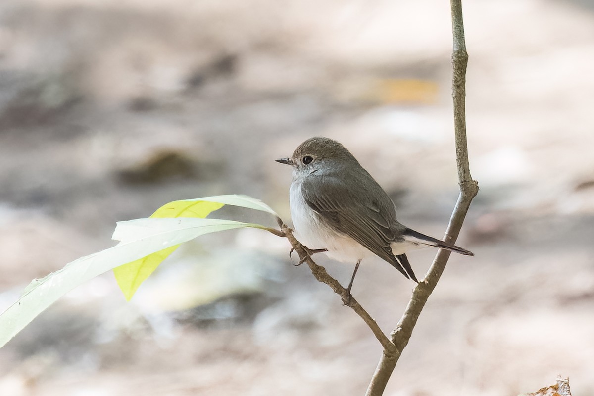 Taiga Flycatcher - ML537581011