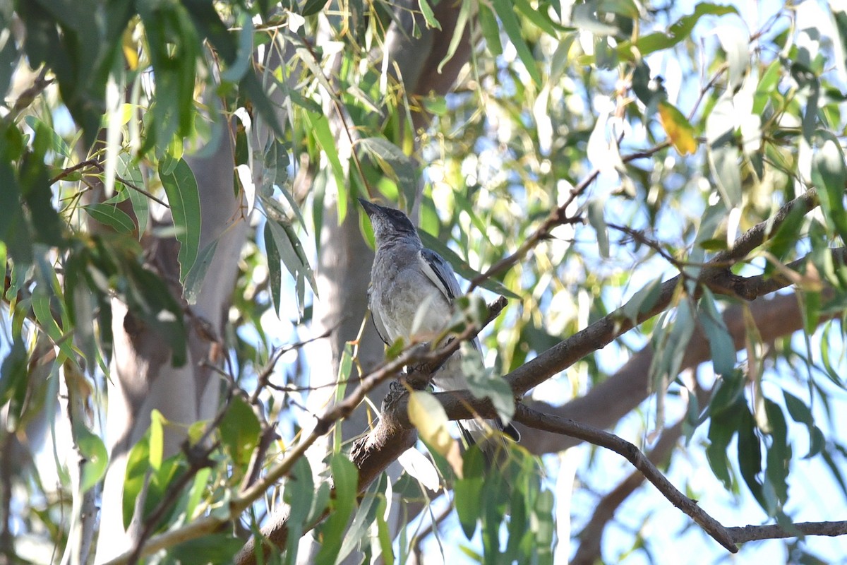 Black-faced Cuckooshrike - ML537581061