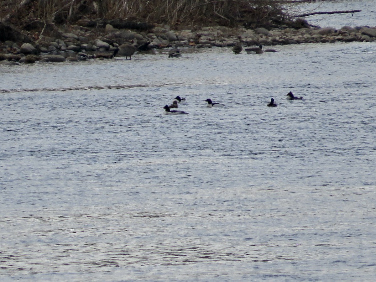 Common Merganser - scott baldinger