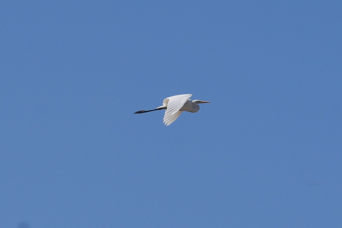 Great Egret - ML537581481