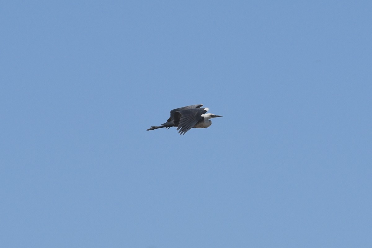 Pacific Heron - ML537581651