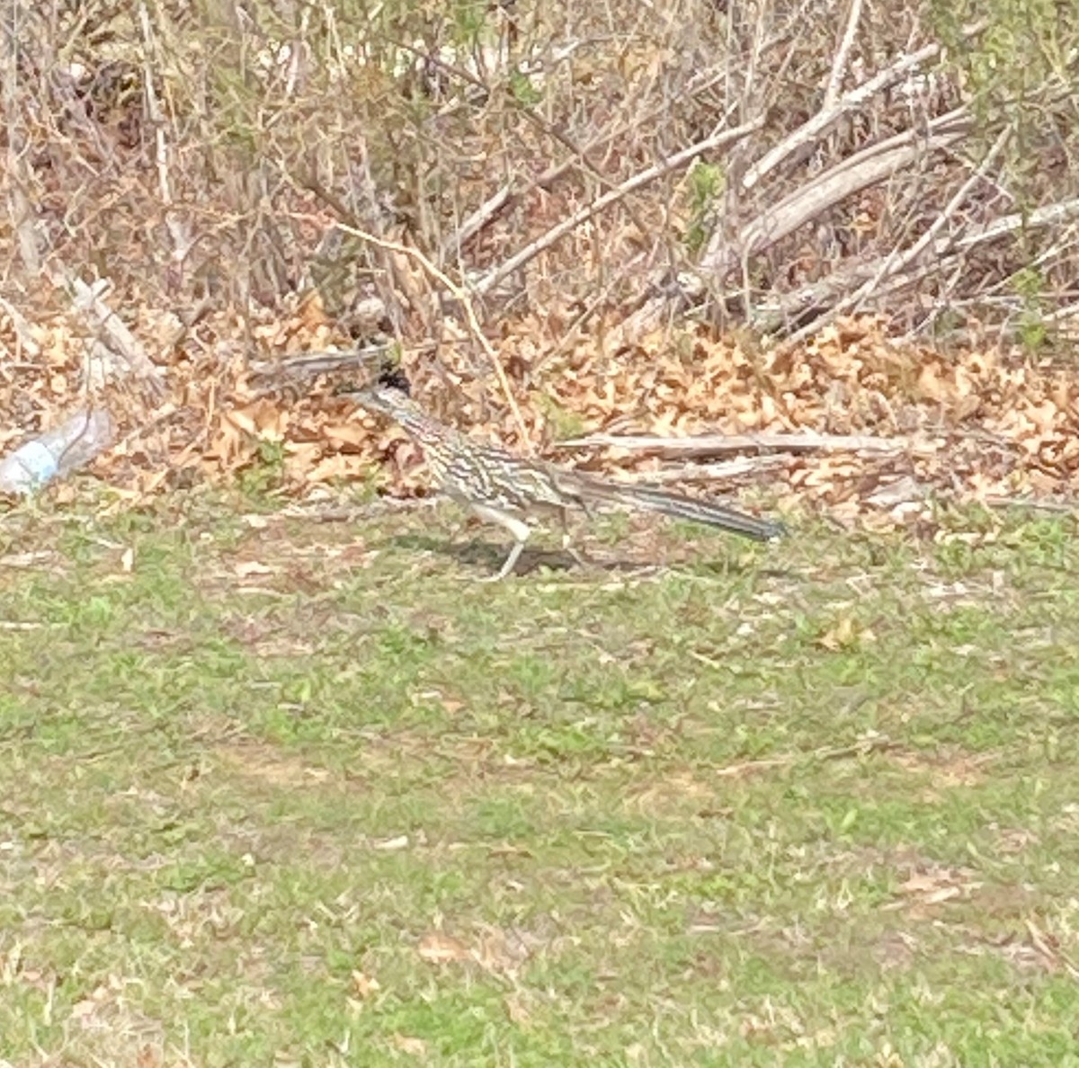 Greater Roadrunner - ML537581901