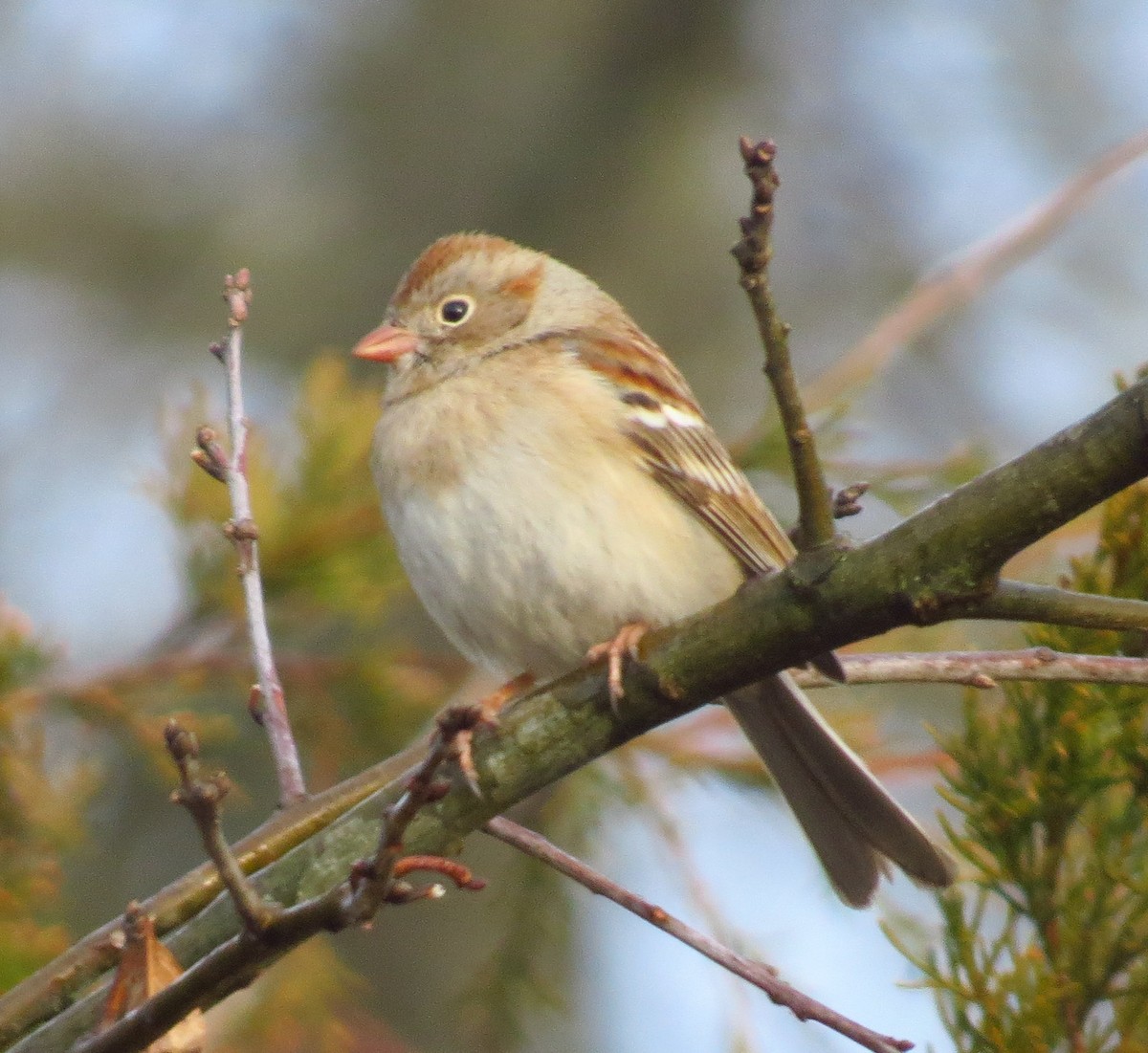 Field Sparrow - ML537583541