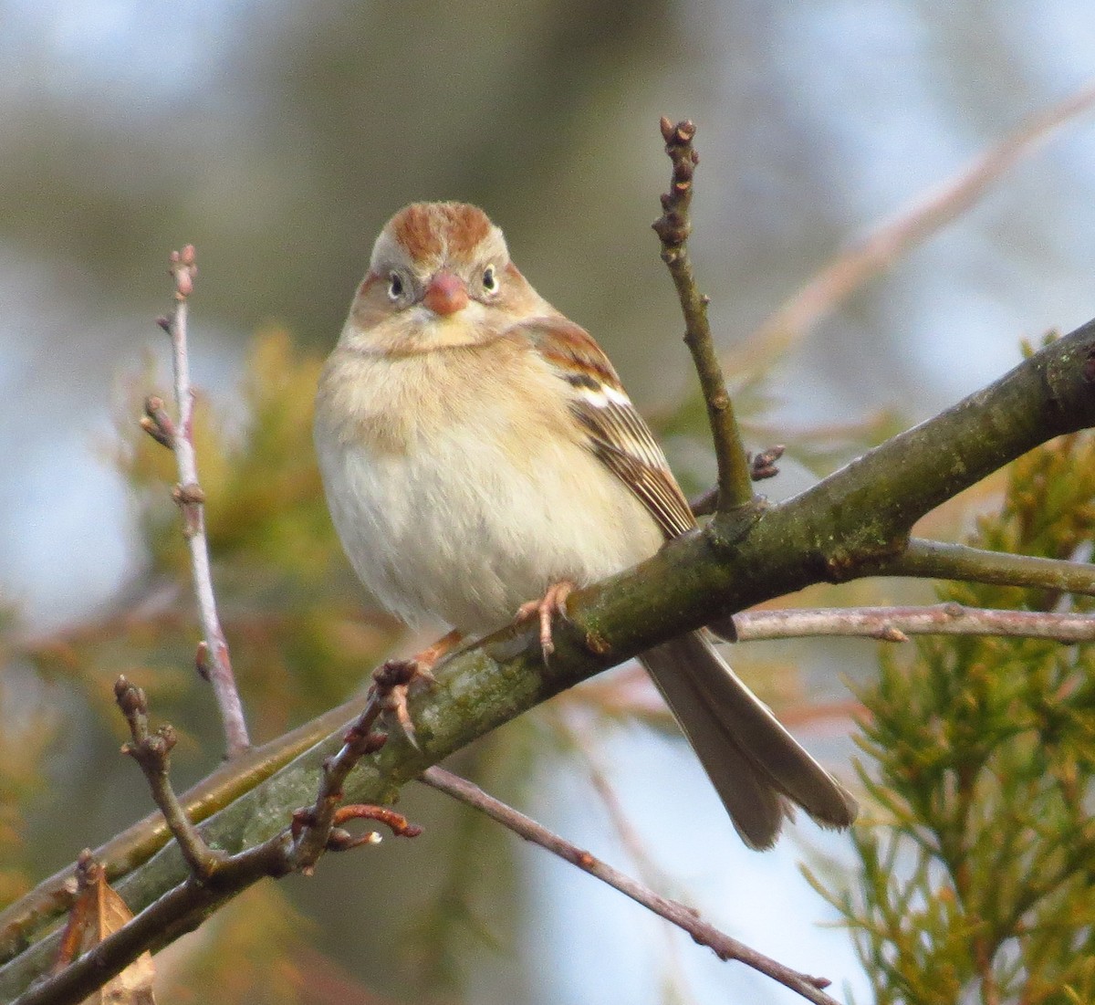 Field Sparrow - ML537584231