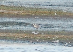 Piping Plover - ML537584271