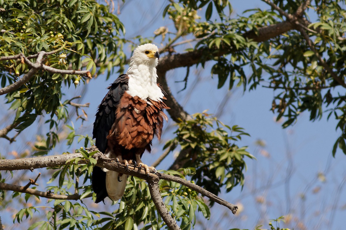 African Fish-Eagle - ML537584651