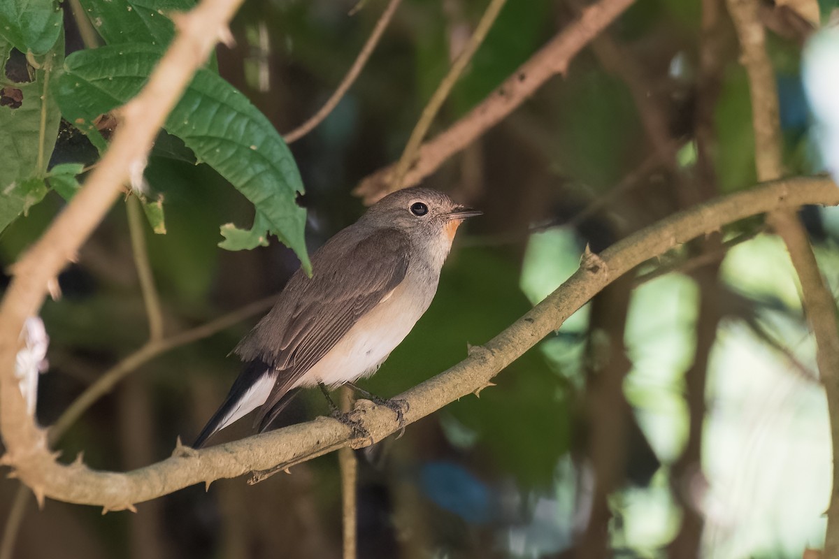 Taiga Flycatcher - ML537584931