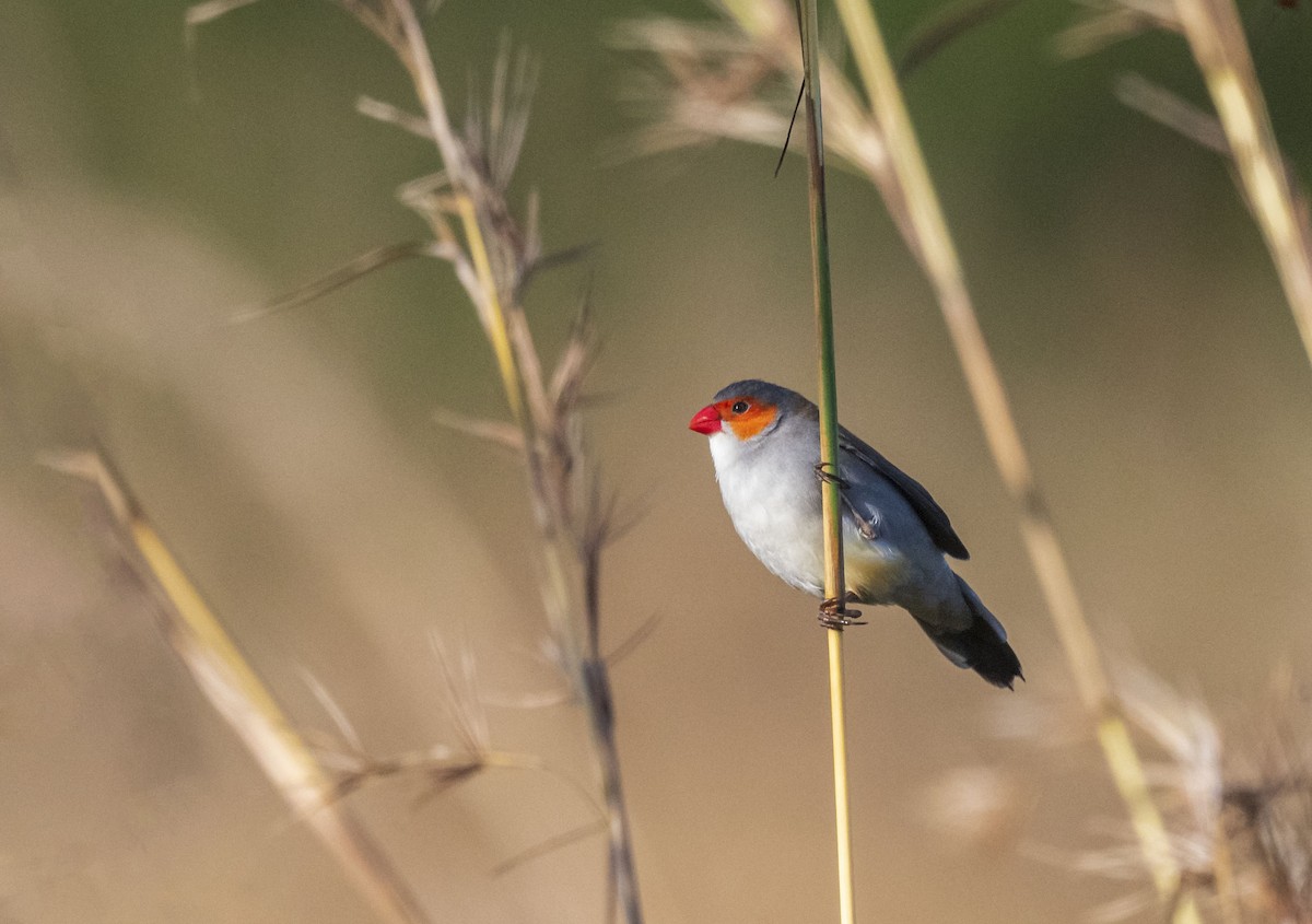 Orange-cheeked Waxbill - ML537585681