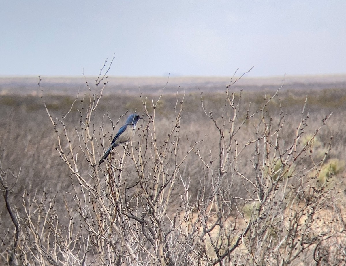 Woodhouse's Scrub-Jay - ML537585961