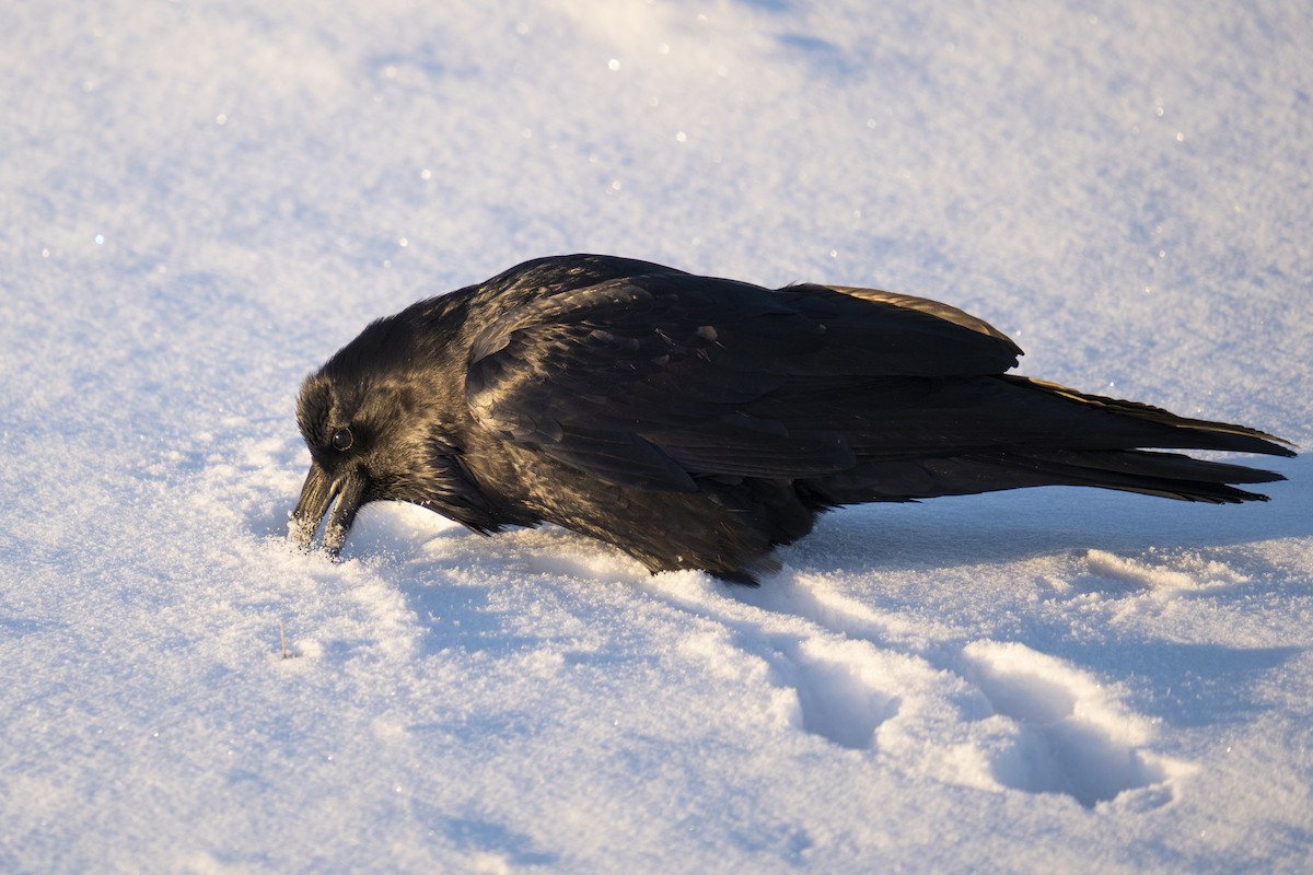 Common Raven - Jason Cole