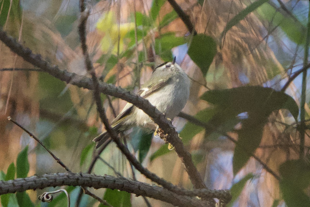 Roitelet à couronne dorée - ML537587581