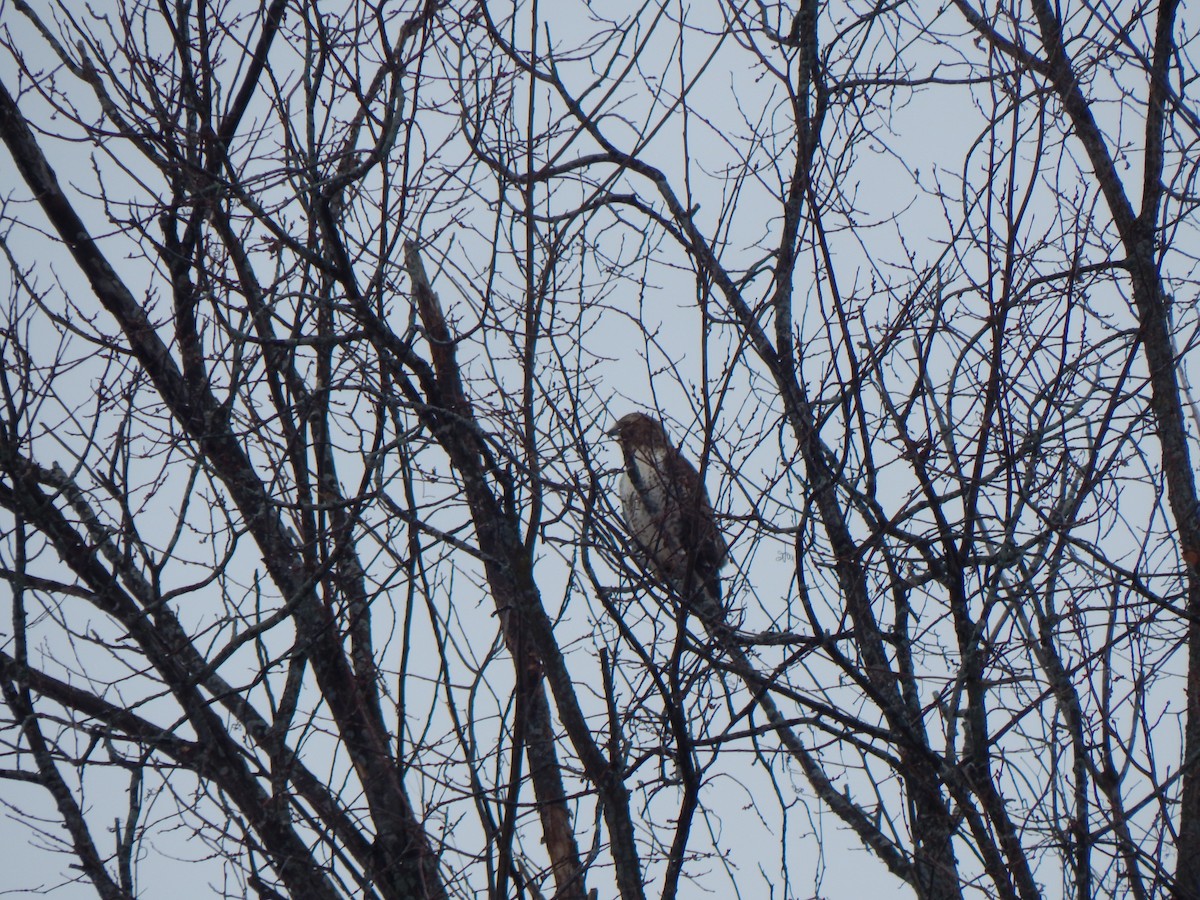 Red-tailed Hawk - ML537587891