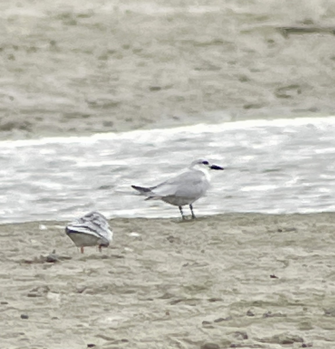 Gull-billed Tern - ML537588831