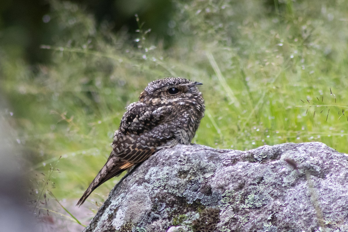 Band-winged Nightjar - ML537591881