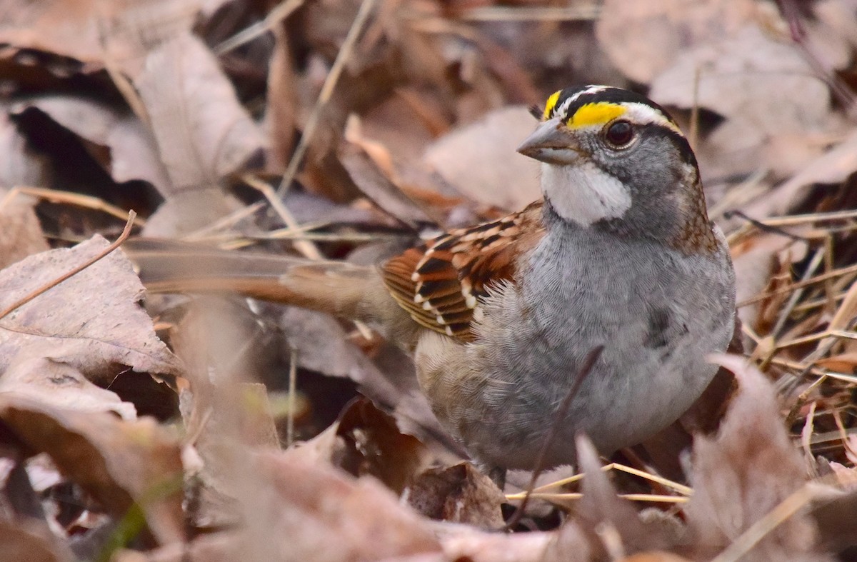 White-throated Sparrow - ML537592051
