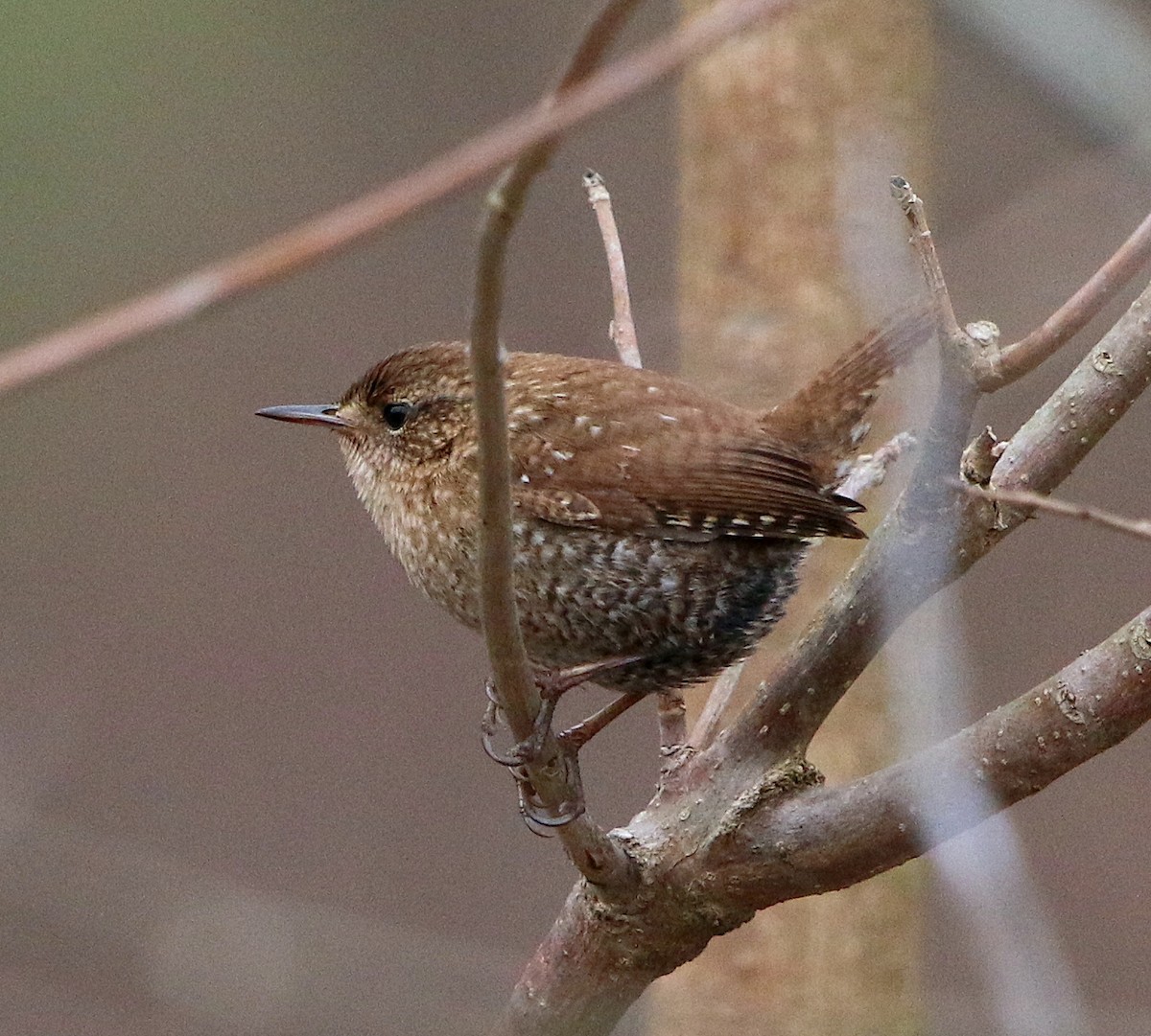 Winter Wren - ML537595011