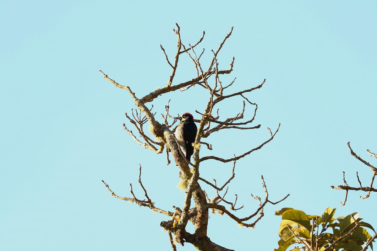 Acorn Woodpecker - ML537595391