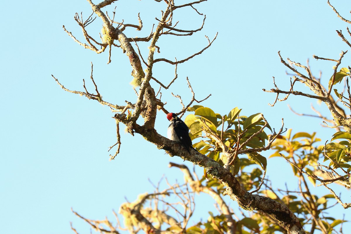 Acorn Woodpecker - ML537595401