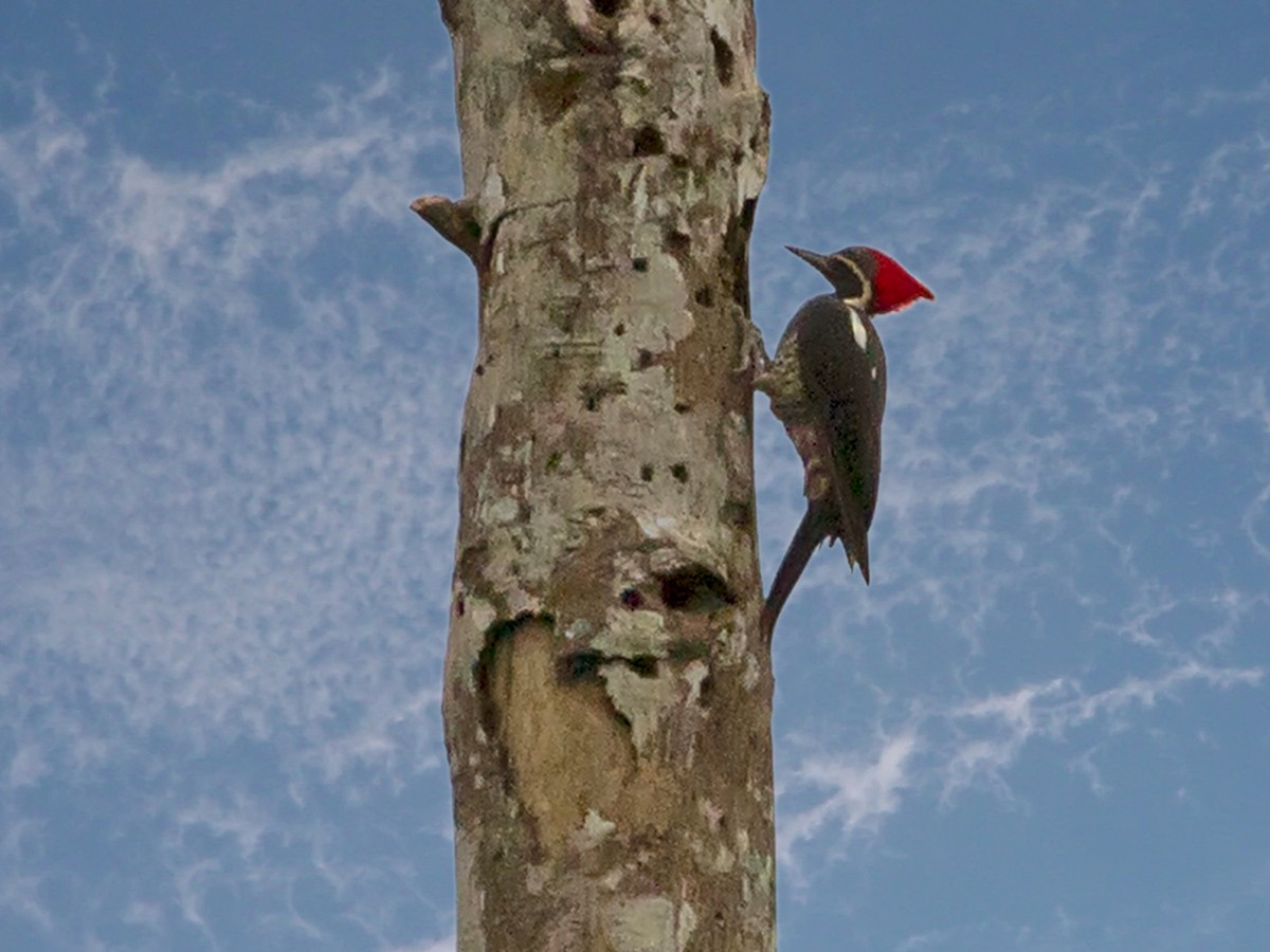 Lineated Woodpecker - ML537595591