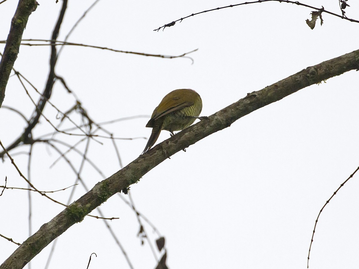 Golden-olive Woodpecker - ML537596121